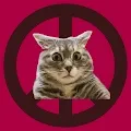 War peace and cat