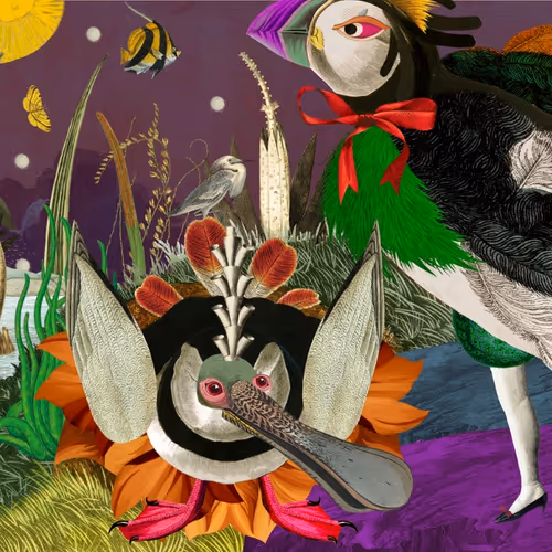 Birds of Solis - Editions