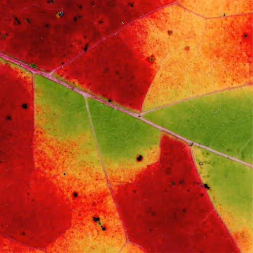Autumnatic Intimacy