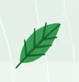 _mintForest Redwoods