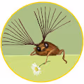 Volpe's Crypto Beetles