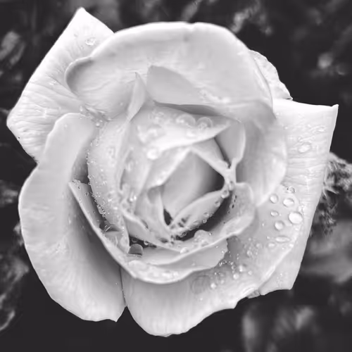 by Sara Phillips