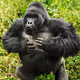 Mountain Gorillas - old