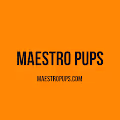 MaestroPups