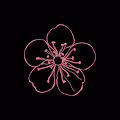zakura