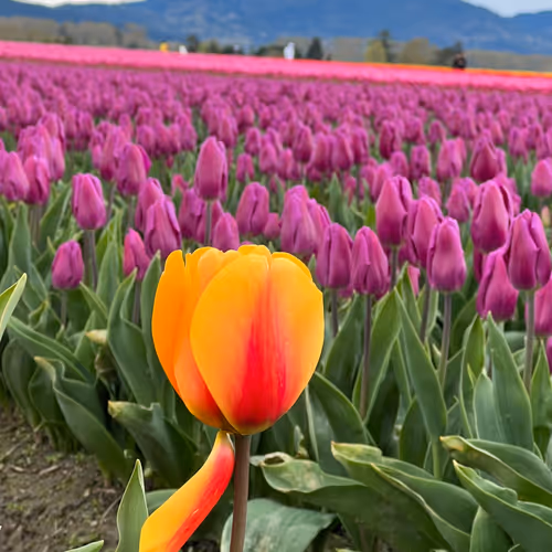 Tulips in bloom