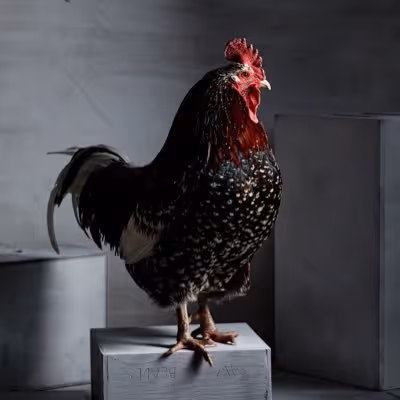 chicken.photos