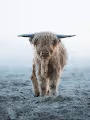 Teddycows in winter wonderland