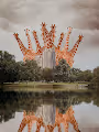 Displaced: Giraffe in the City