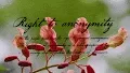 Freedom Flowers
