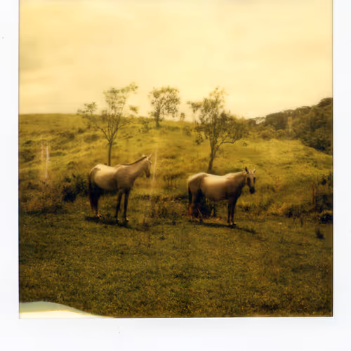Eerie Polaroids
