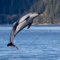 Dolphin Days