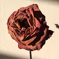 Forgotten Forever