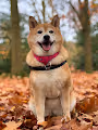 Ven Shiba NFT