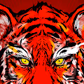 Tiger - Lunar New Year
