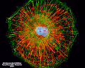 Fluorescent Cells