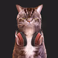 I'm a Kitty Cat NFT