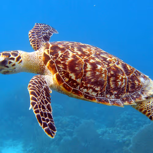 turtleesss