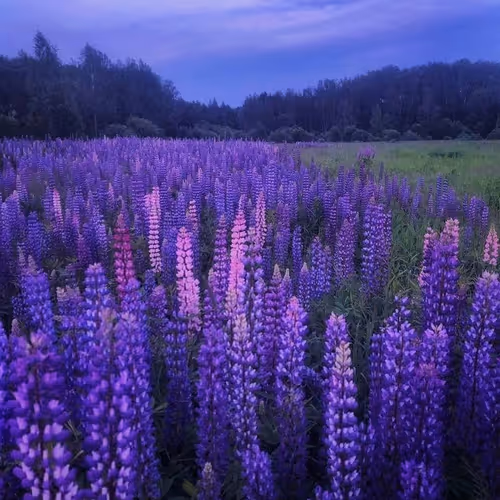 Lavender nightfall