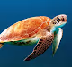 Minted Turtles