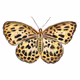 The Butterfly 2