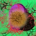 BLOBjeX
