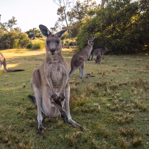 The Wild Australia