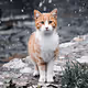 LoneCats