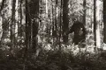 Bigfoot Sightings