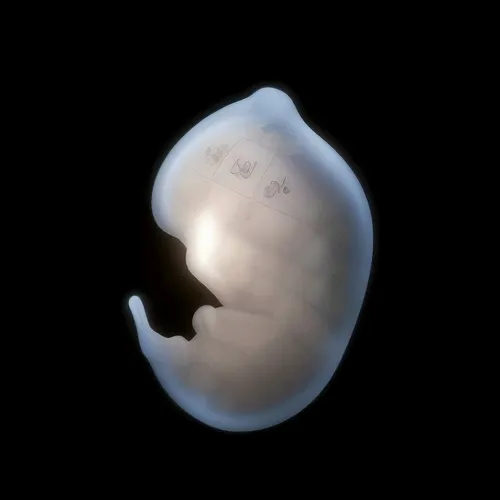 neo embryo:genesis