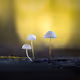Magic Mushrooms V3