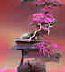 Bonsai Club