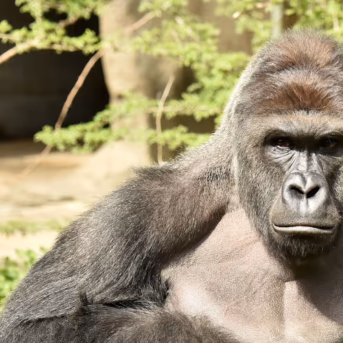 HARAMBE: LEGENDS