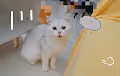 CAT - JJG1KBJL8u