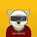 Shiba Diba Doo Hybrids