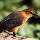 Wildlife - Photography