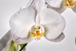 Marcador de posición de elemento multimedia