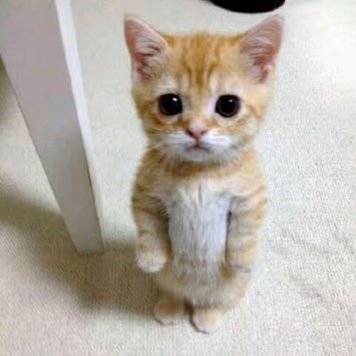 KatZen