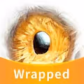 Wrapped AIMoonbirds