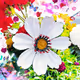 Klintmoor Flower Edition