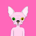Chihuahua Gang GiF Club