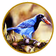 Birds Collections | Brazilian Birds