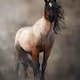 Horse Art