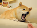 Angry Doge Prints