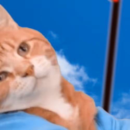 Keyboard Cat!