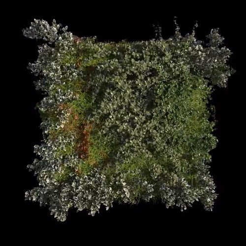 SEED - EARTH