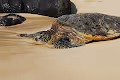 The Honu Collection