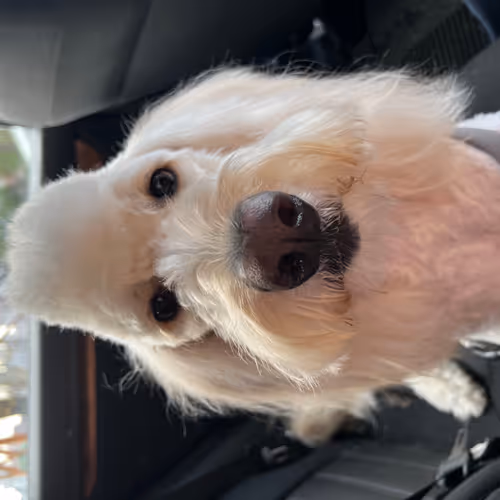 What the Dog Doing?
