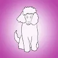 Posh Poodles NFT