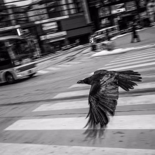 Crow Variations